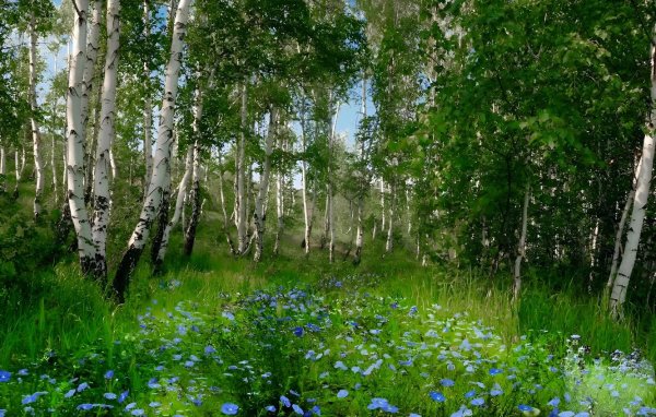 березовые рощи южного урала