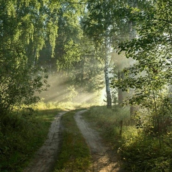 летнее утро в деревне