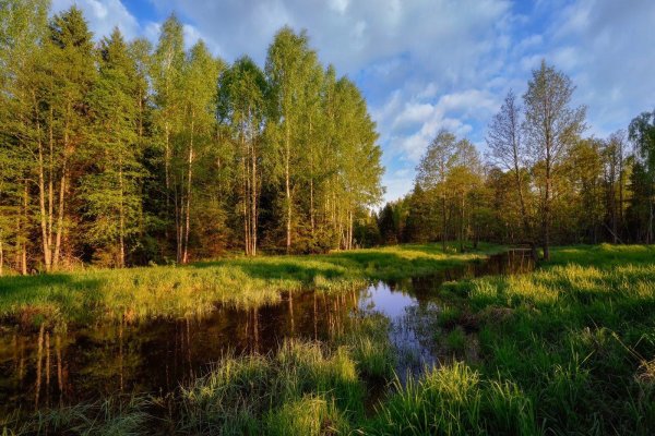 русские леса