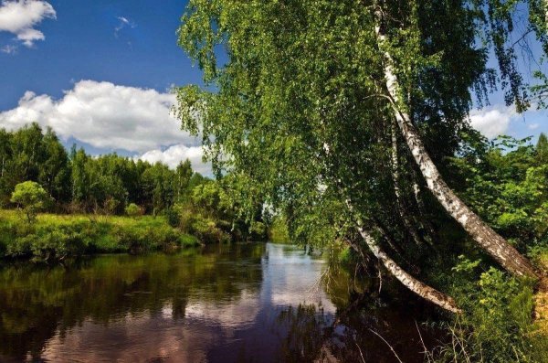 березки у реки