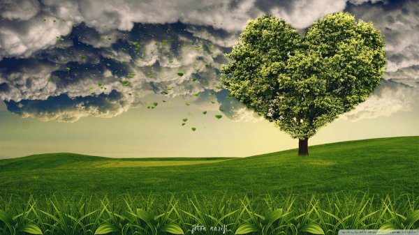 дерево зеленое