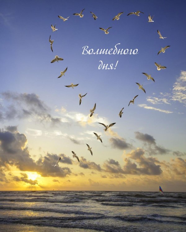 птицы морей