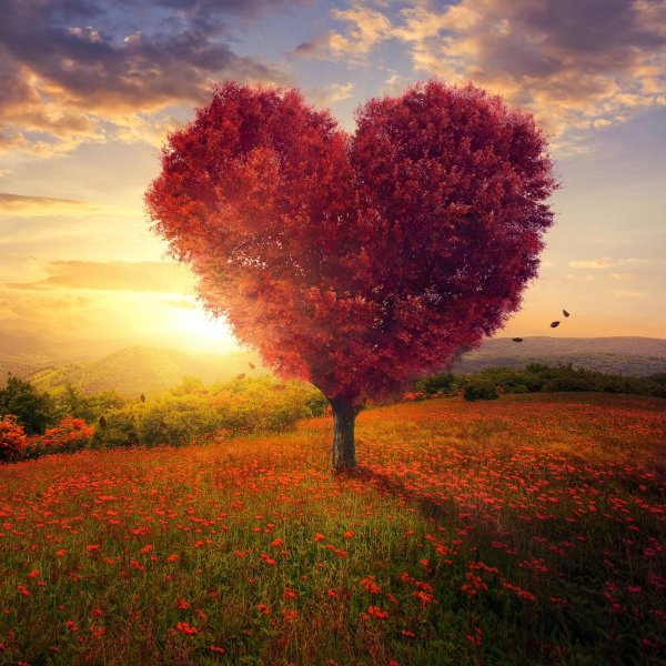 красивое дерево