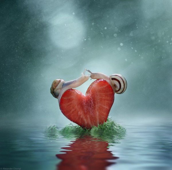 улитки ахатины