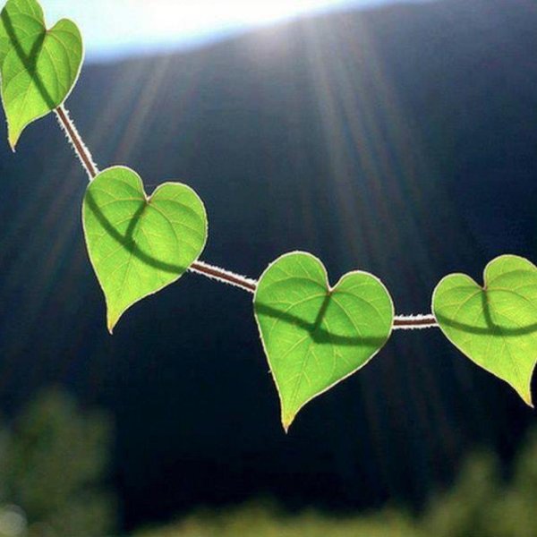 лучший способ передать любовь