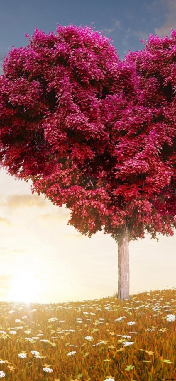 красивое дерево