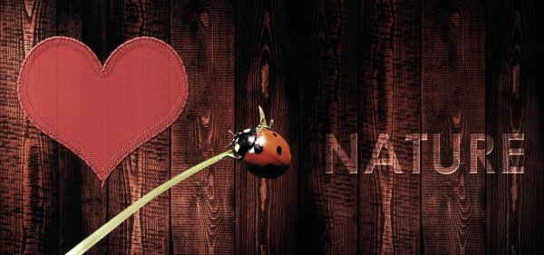 фотографии божьих коровок