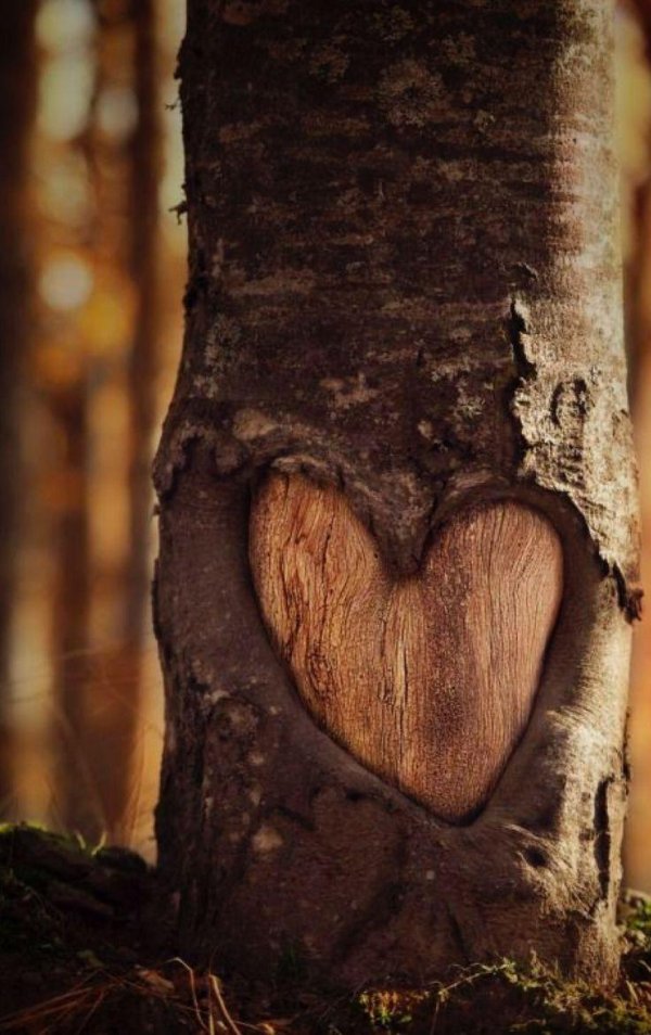 ствол дерева