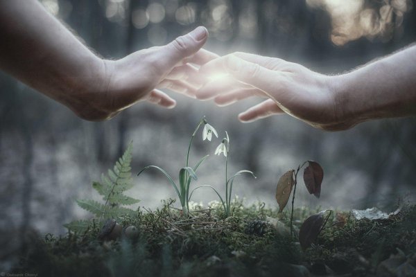 весенние подснежники