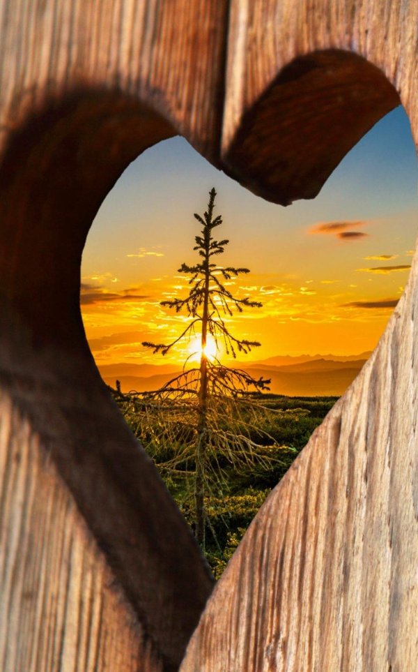 сердце из дерева