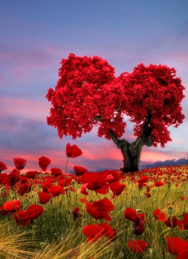 чудеса природы цветы