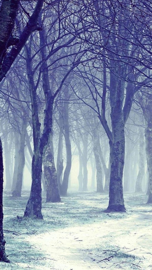 фон зимнего леса