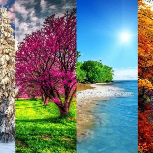 цветущие деревья