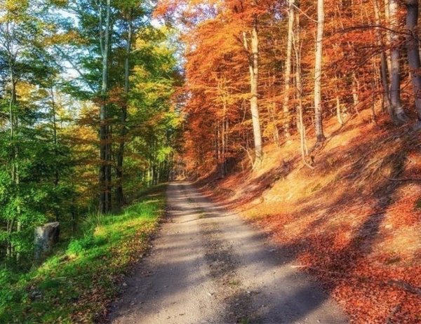 лес осенний