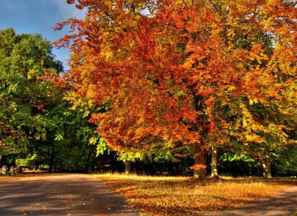 осенне дерево