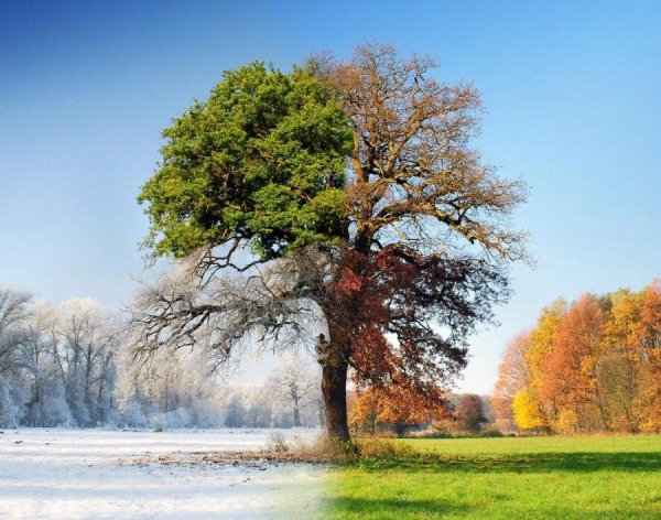 дерево летом