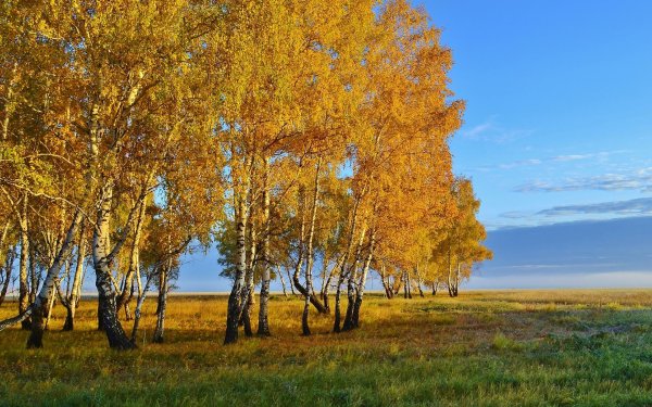 золотая березовая роща