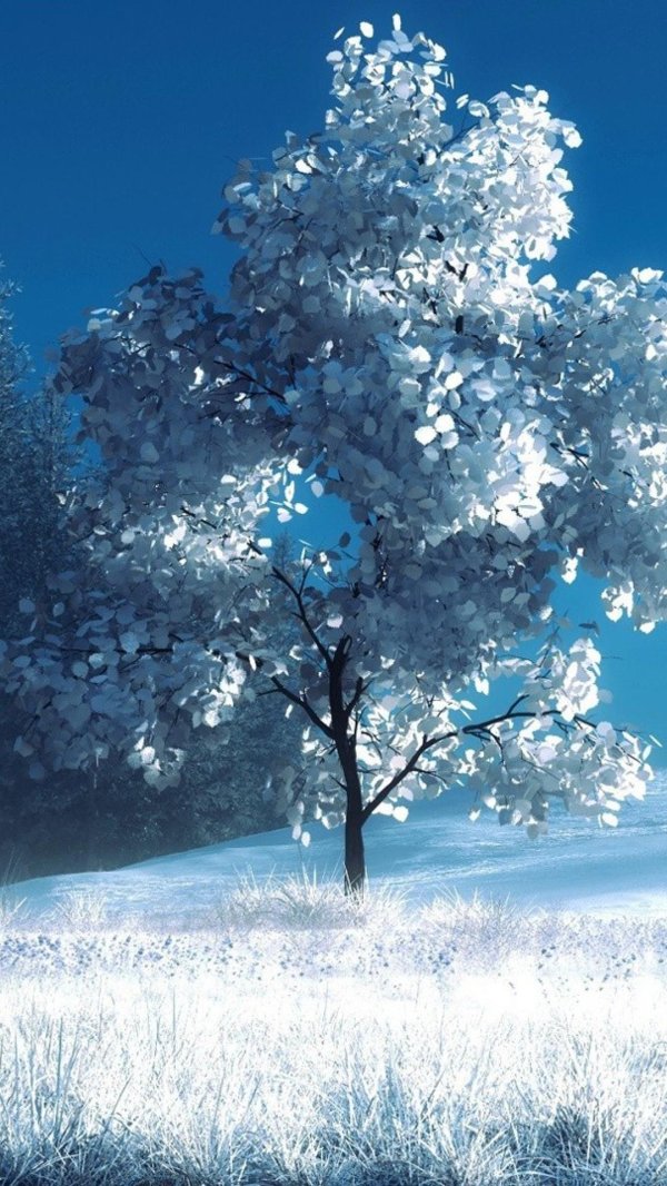 красивые деревья зимой