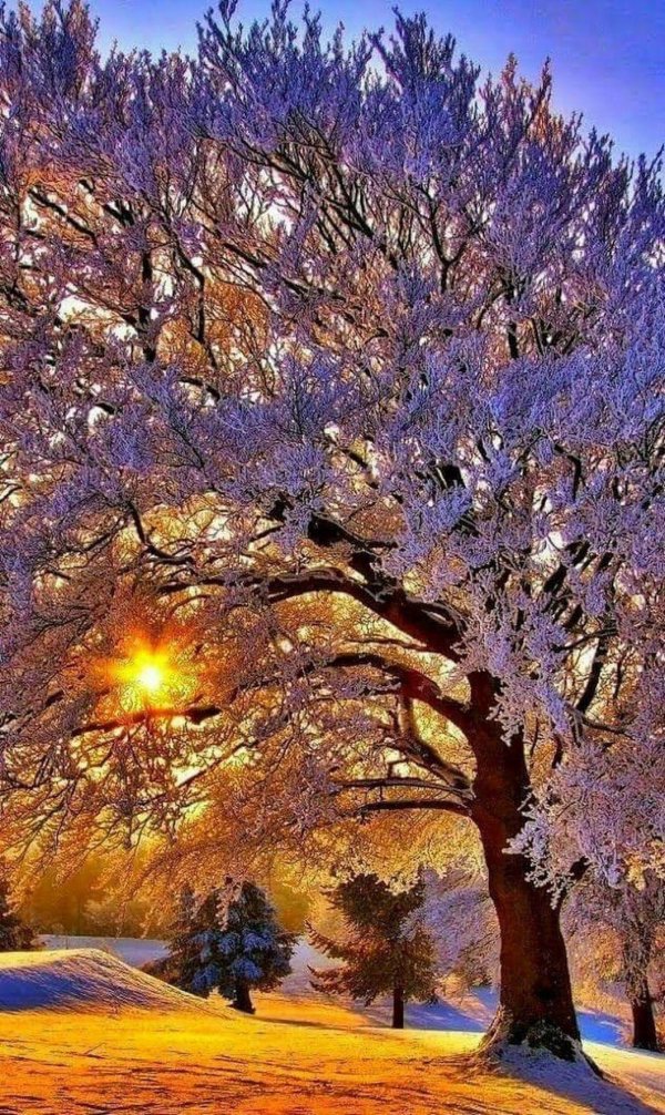 природа зимняя