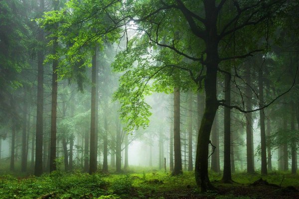 лес красивый