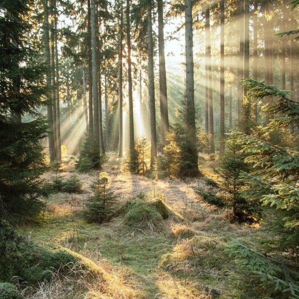 утро в лесу