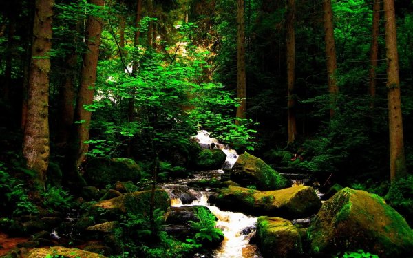 шварцвальд ручей