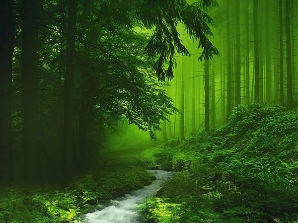 природа зеленая