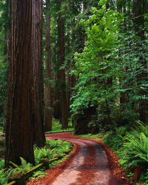 парк редвуд калифорния деревья