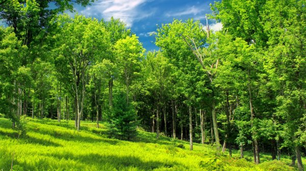 широколиственные леса россии