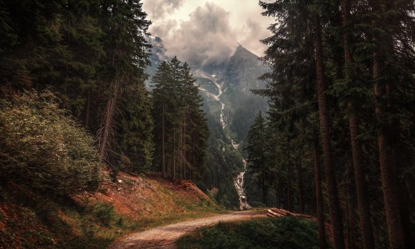 горы с лесом