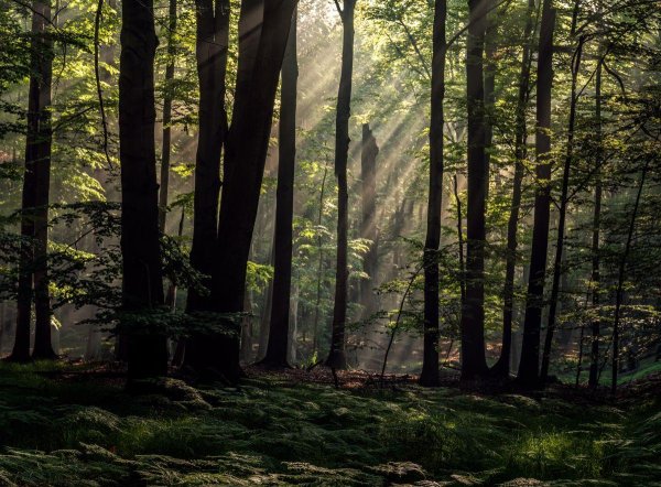 дерево в лесу