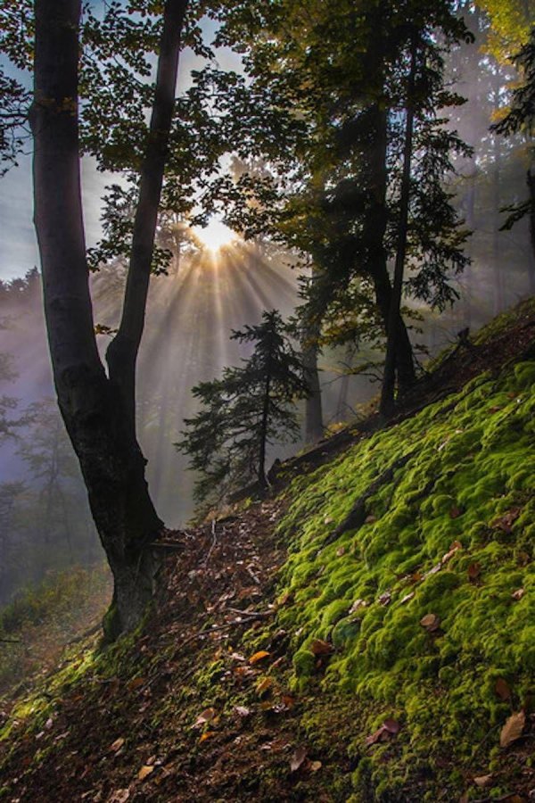 свет сквозь деревья