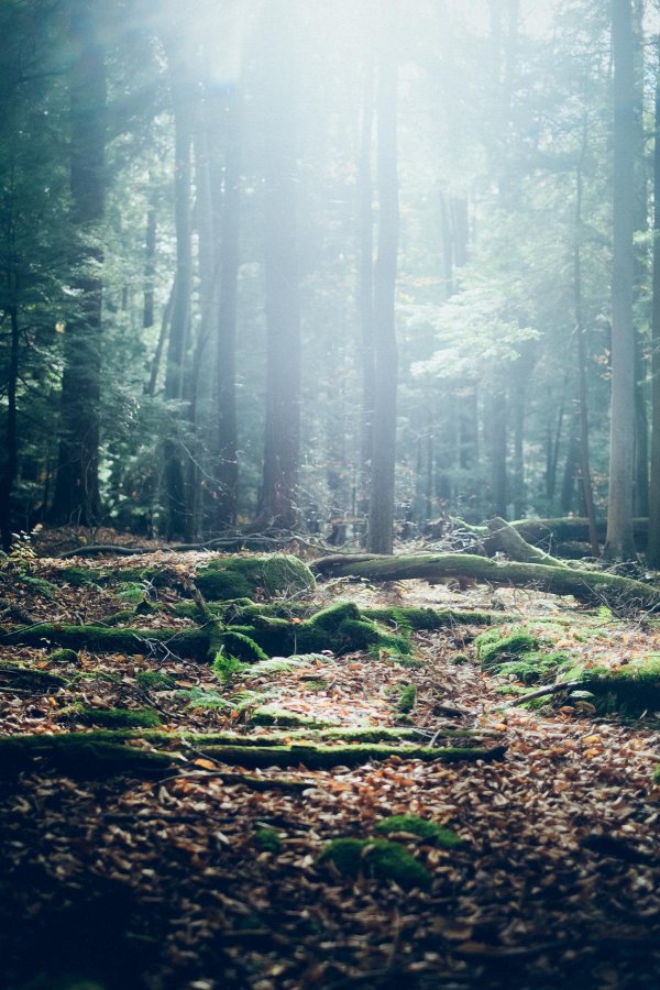 goblincore эстетика лес