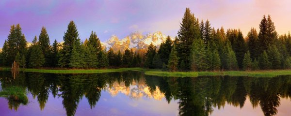 красивые лесные пейзажи