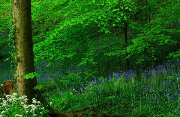 лесная растительность