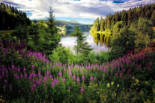 карелия озера иван чай