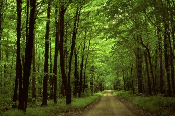 зеленые леса