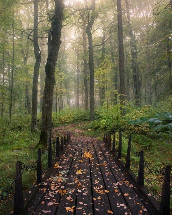 осенний лес