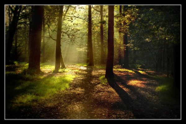 утро в лесу