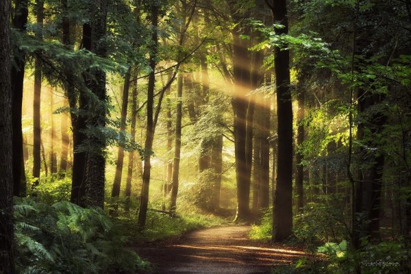 лучи солнца в лесу