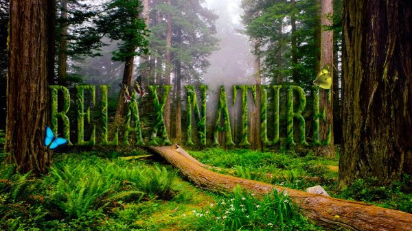 проект жизнь леса