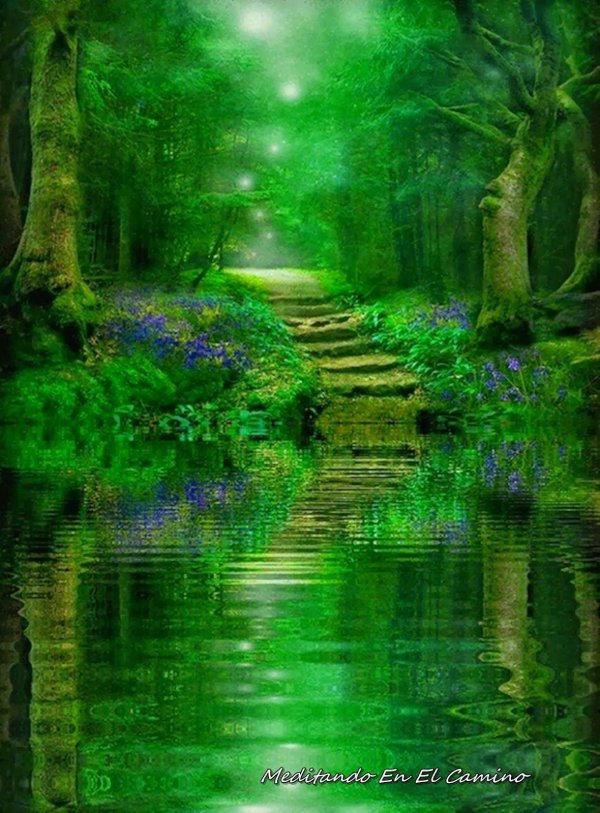 магический лес