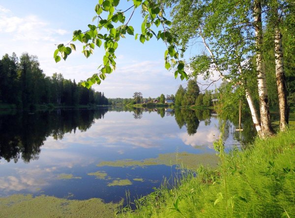 береза повислая над рекой
