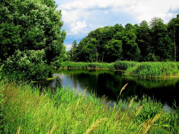 река лесной тамбов