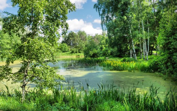 березовая роща у пруда