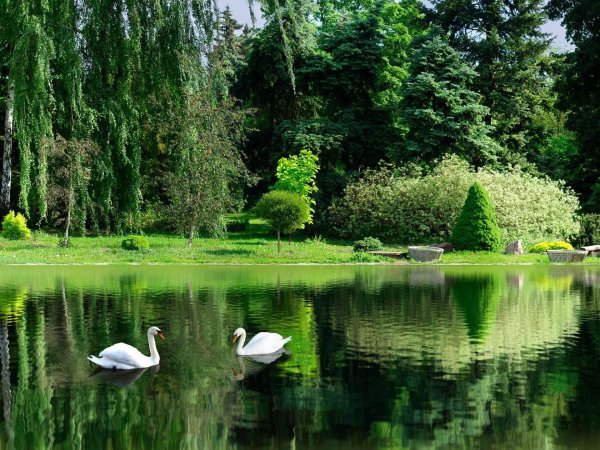 новый афон парк с лебедями