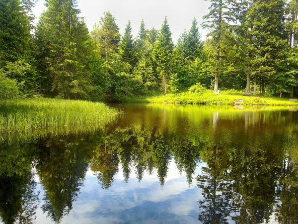 лес с озером