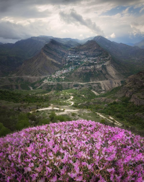 цветение маральника в горах алтая