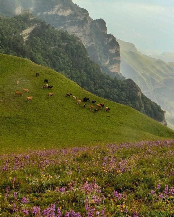 альпийские луга кабардинобалкарии