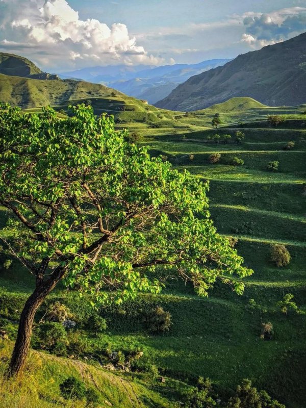 рукотворные террасы в дагестане